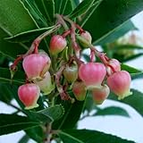 イチゴノキ（アルブタス）：紅花5号ポット[花も実も楽しめる注目果樹] ノーブランド品