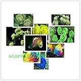 ストリップ低木ローズフラワー種子100PCSレアブッシュローズフラワー種子YELLOレッドピンクパープルガーデン盆栽エキゾチックな植物