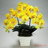 胡蝶蘭 大輪 3本立 イエロー お祝い 光触媒 移転お祝い 開店祝い 開業祝い 設立祝い