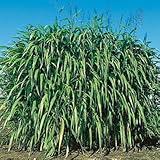 ギニアグラス ナツカゼ 1kg