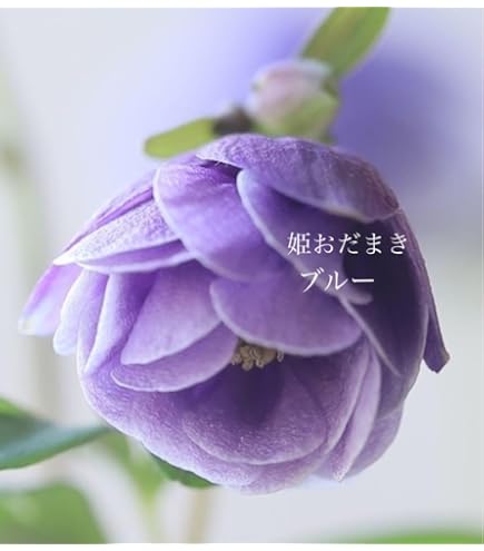 Amazon.co.jp: ホタルブクロの苗 抜き苗 5苗 : DIY・工具・ガーデン