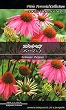 エキナセア　パープレア Prime Perennial Collection　花　約３粒