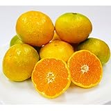 蜜柑　濃口みかん　約１０キロ　熊本産　秀品　2S～Lサイズ