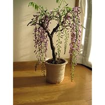 516V27HH9NL._AC_UL210_SR210,