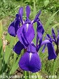 山野草:カキツバタ (杜若) 15cmポット3株仮植え苗【紫桜館山の花屋】