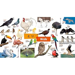 はじめてずかん415 英語つき: しゃしんがいっぱい!