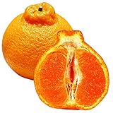 国華園　果樹苗 カンキツ 不知火 1株【※発送が国華園からの場合のみ正規品です】