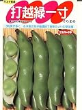 打越緑一寸 サカタのタネのソラマメ種です