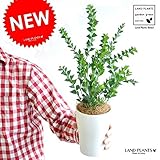 LAND PLANTS サンカクバ・アカシア 4号サイズ