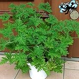 宿根草 センテッドローズ ゼラニューム ( センテッド ゼラニウム ) １株