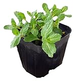 (観葉)ハーブ苗 ミント スペアミント 3号(1ポット) 家庭菜園 本州・四国限定[生体]