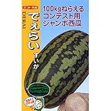 スイカ 種 【 でぇらいすいか 】 種子 小袋（約10粒）