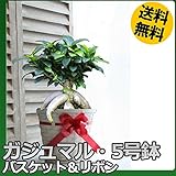 【人気のインテリア・グリーン】ガジュマル(多幸の木)・5号【観葉植物】バスケット・受皿付き