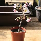 苗：旭光桜（きょっこうざくら）