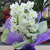 デンドロビューム（デンドロビウム）白色　退職などのお祝い花や誕生日プレゼント、退職・昇進・昇格などお祝い花ギフトにおすすめ季節の鉢植え