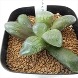 niハオルチア スコットコンプト×スプリング SCS-1(0906多肉植物 ハオルチア 7.5cmポット)