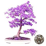 Zhaozhe盆栽種子 メープルツリー 観葉植物 種子盆栽 ホーム＆ガーデンの種子 20種子