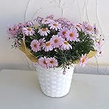 マーガレット：コメットピンク5号鉢植えバスケット入り（ホワイト）