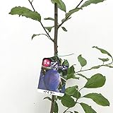 プルーン 苗木 ベイラー 13.5cmポット苗 プルーン 苗