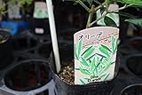 【送料込】【庭木】　オリーブ　エルグレコ　4寸苗