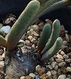 Sphalmanthus tenuiflorus - syn: Phyllobolus tenuiflorus - 3 seeds