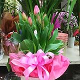 チューリップ 鉢植え かご付き ピンク色系 春を感じるかわいい花 誕生日やお祝い花ギフト