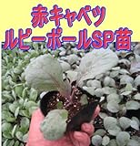 キャベツ 苗 ルビーボールSP 赤キャベツ 5ポットセット