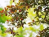 【1年間枯れ保証】【シンボルツリー落葉】ベニバスモモ　2.0m