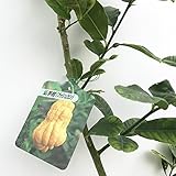 香酸柑橘 苗木 仏手柑 13.5cmポット苗 ぶっしゅかん 香酸柑橘 苗