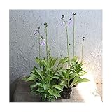 ギボウシ 24ポットセット ホスタ 多年草 シェードガーデン