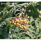 シーベリー（沙棘・サジー）：受粉用オス木3～3.5号ポット[ポルミックス][苗木] ノーブランド品