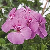 アイビーゼラニウム：pacハッピーフェイスライラック3.5号ポット 6株セット ノーブランド品