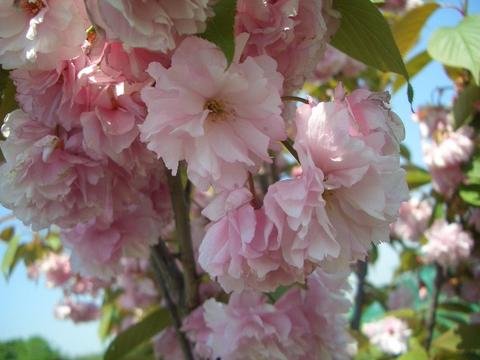 桜 苗木 八重桜 関山 ( かんざん せきやま ) 1年生 接ぎ木 苗 庭木 桜 苗木 八重桜 関山 ( かんざん せきやま ) 1年生 接ぎ木 苗 庭木