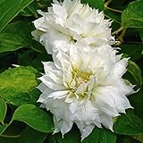 【2018年夏～　開花見込み株】【クレマチス】【5号大株】クレマチス「ダッチェス・オブ・エジンバラ」