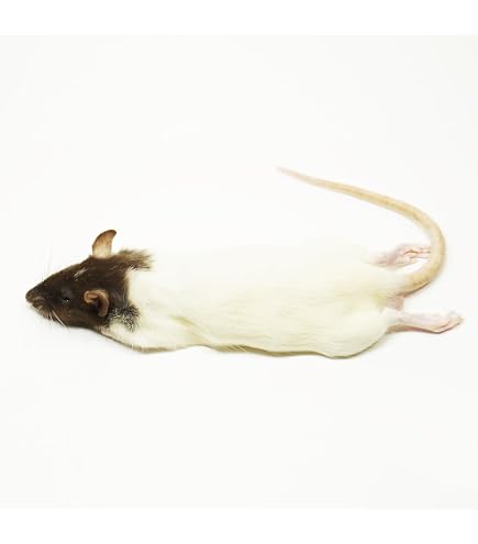 Amazon | 【国産】冷凍ラット ヤングラット S（70〜100g）×5匹 爬虫類