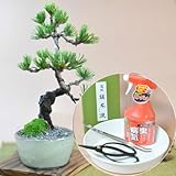 【父の日】ミニ五葉松の盆栽とはじめての道具セット