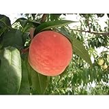 桃 大久保 12cmポット