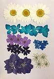 【お花屋さんの押し花セットNo.683】上質 押し花 千鳥草・ノースポール・バーベナ他 ハンドメイド UVレジンでスマホケースも作成可能!!