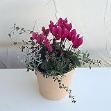 ミニシクラメンの寄せ植え4号ポット／ローズA[ミニシクラメンとカラーリーフの競演] ノーブランド品
