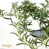 (観葉)ハーブ苗 ローズマリー 這性 3号(1ポット) 家庭菜園 本州・四国限定[生体]