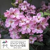 紅花シャリンバイ[車輪梅]：ペリドット 5号ポット[2012-13年JFS受賞品種] ノーブランド品