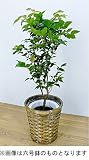 観葉植物 インテリアグリーン ジャボチカバ 6-10号 (陶器鉢/バスケット仕様) (6号, バスケット仕様)