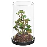 人工多肉植物/ Faux Air Plant withオープントップガラスClocheテラリウム花瓶 Oscularia Peltoides style クリア TB-DECO0423CLR