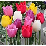 Amazon チューリップ ピンクインプレッション ５球入 球根