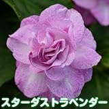 お好きな色を選んでね カリフォルニアローズ フィエスタ　 １株【スターダストラベンダー】