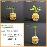 セラハイトタマビン　手作り籐製カバー付き３個セット　 ドラセナ・サンデリアーナ・ビクトリー、同ゴールド、パキラ3種　【土なし　清潔　水やり簡単　セラハイト】