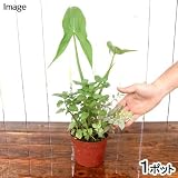 (ビオトープ/水辺植物)メダカの鉢にも入れられる水辺植物! ミニインスタント・ビオトープ 3.5号(1鉢) 本州・四国限定[生体]