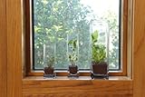 【全く新しいタイプの観葉植物】　ボ̌