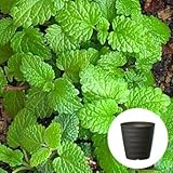 レモンバーム 栽培 セット / ハーブ / 軽量 プラスチック 鉢 プランター / ダークブラウン