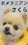 ポメラニアン さくら 写真集